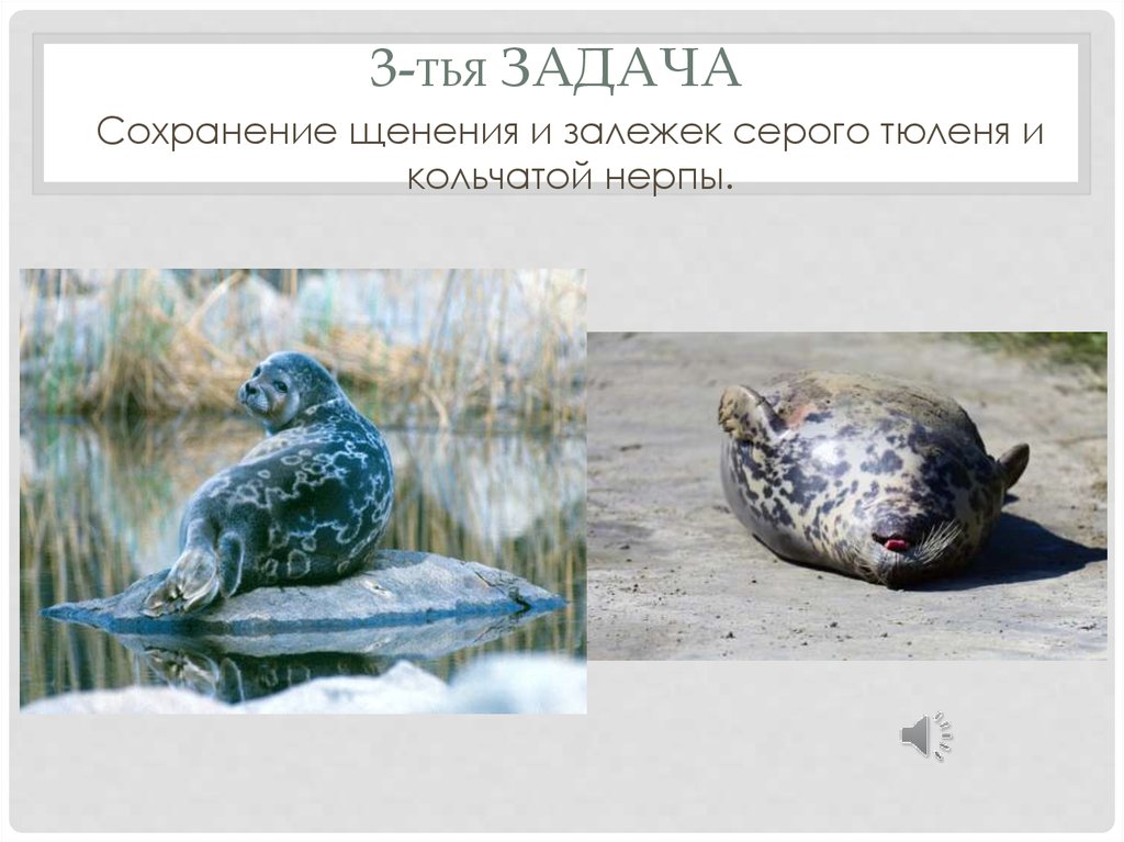 Ингерманландский заповедник - презентация онлайн