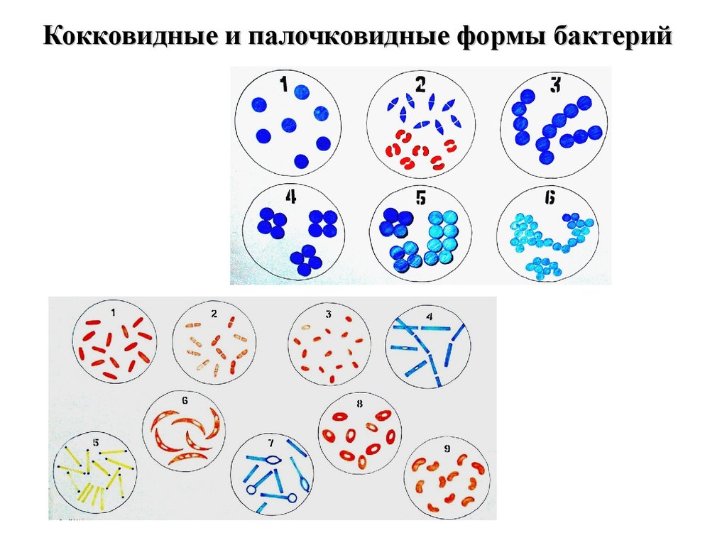 Перечислите группу микроорганизмов