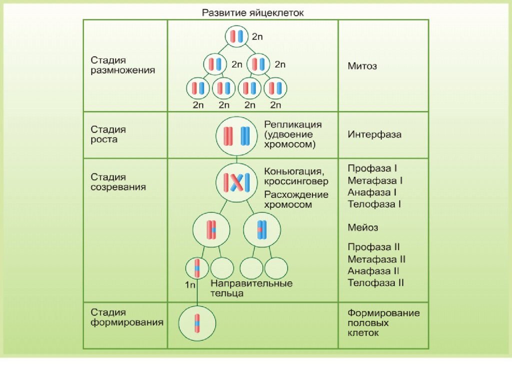 Сколько хромосом содержится в оплодотворенной клетке. Развитие половых клеток мейоз оплодотворение. Митоз схема гаметогенеза. Образование гамет овогенез. Стадия размножения гаметогенеза.