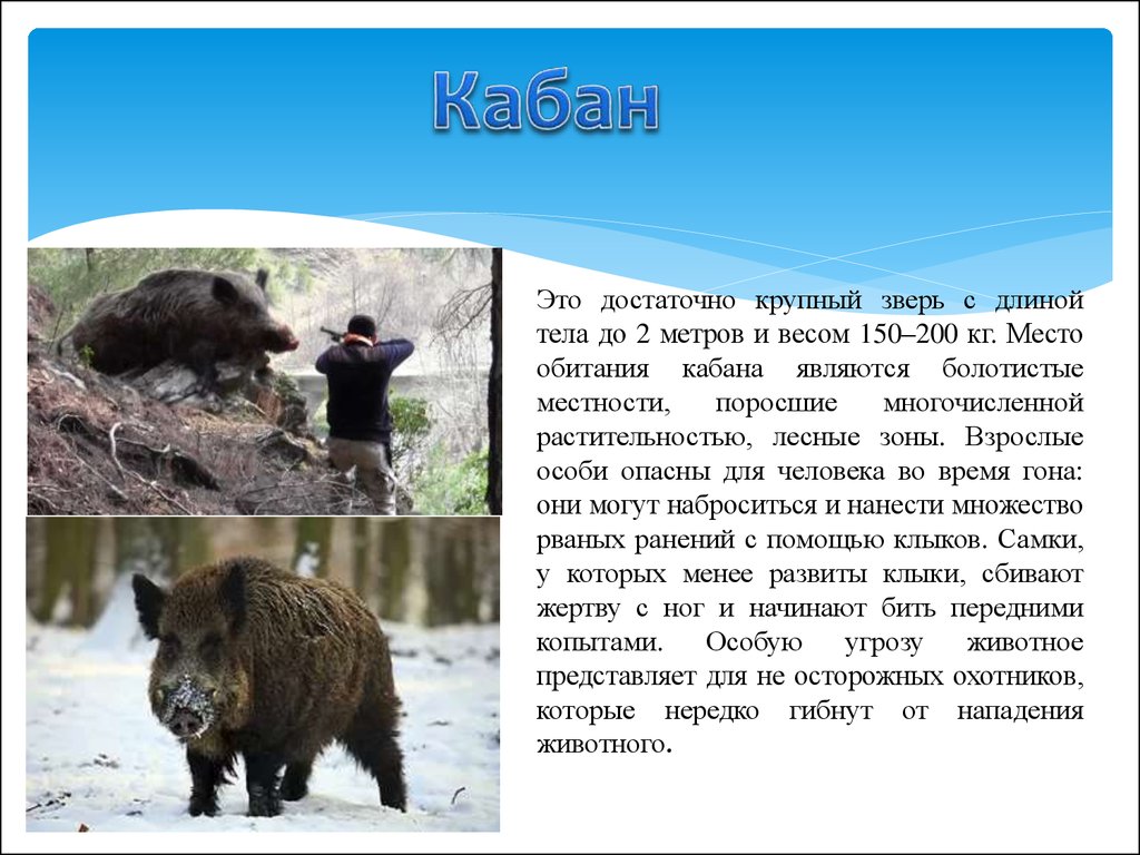 Какого крупного зверя. Опасные животные для человека в России. Доклад опасные животные. Опасные животные для человека 2 класс. Опасные животные России доклад.