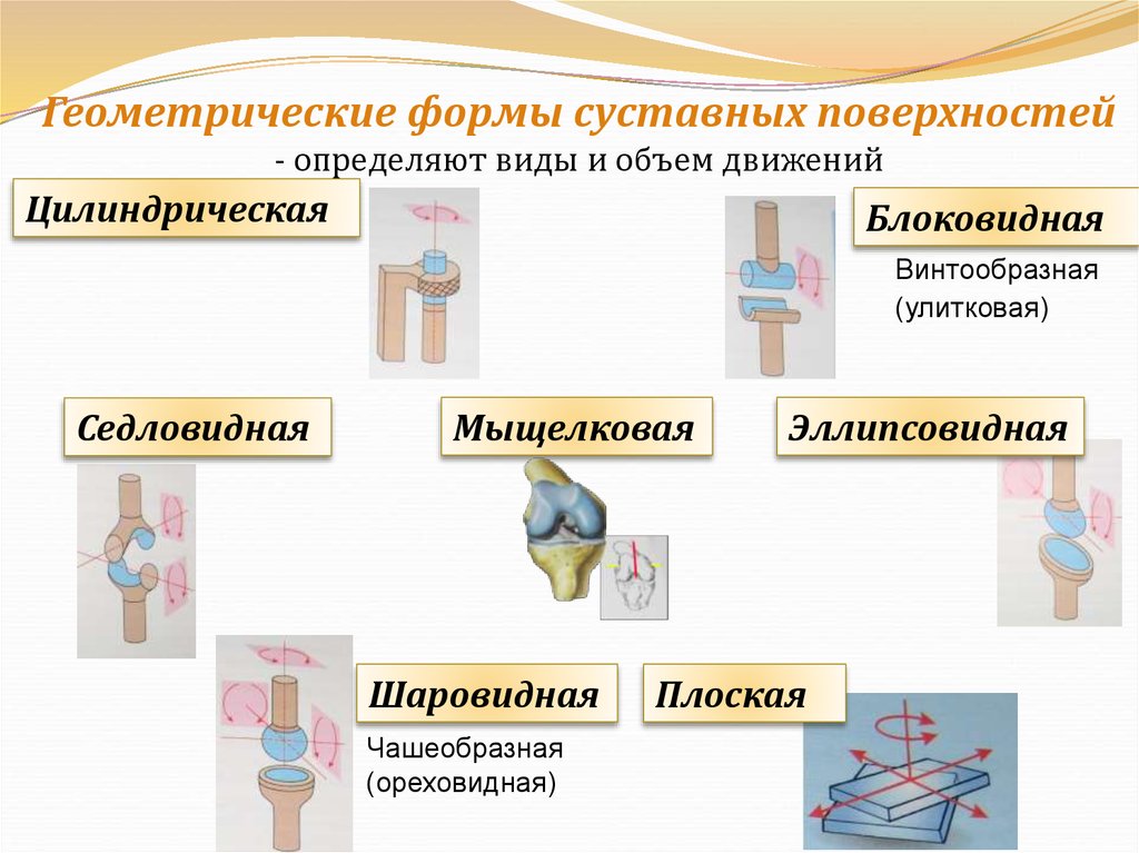 Классификация суставов схема