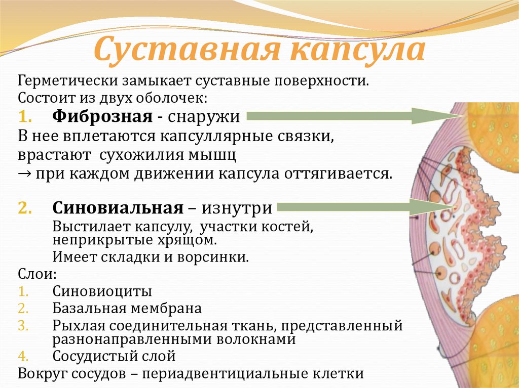 Состоит из фиброзной и жировой капсулы