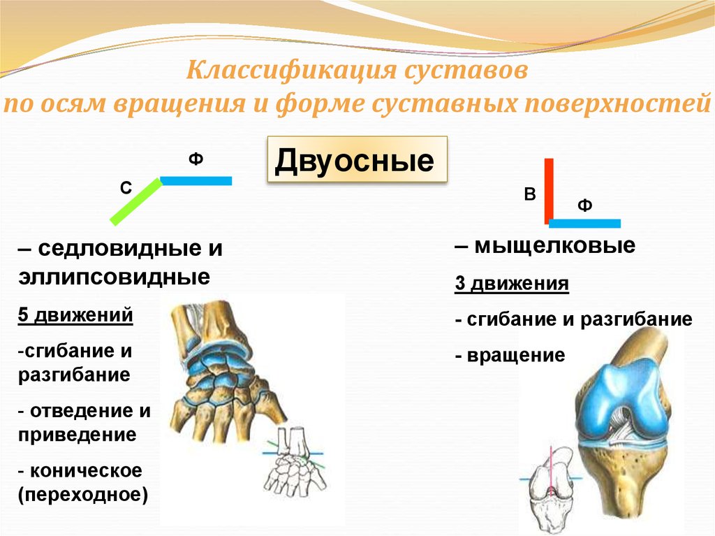 Классификация суставов схема