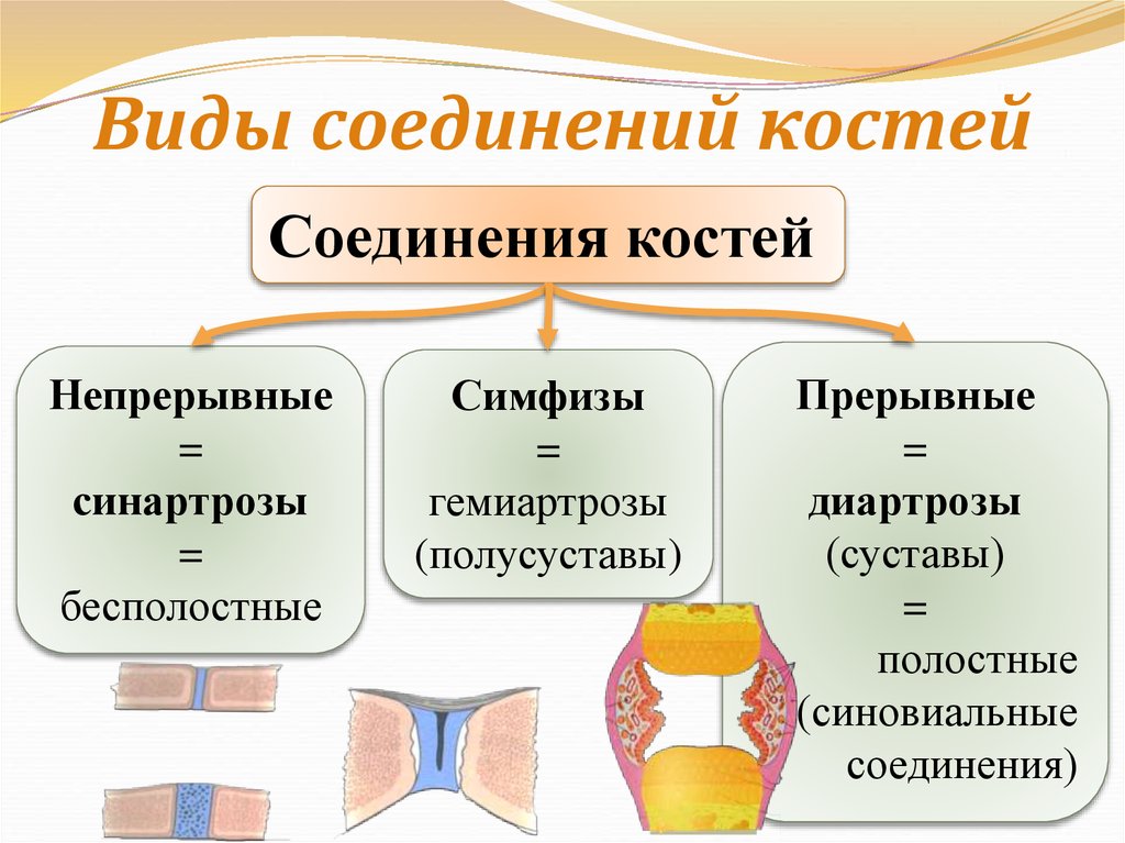 Какой тип соединения костей изображен на рисунке какие анатомические структуры этого типа соединения