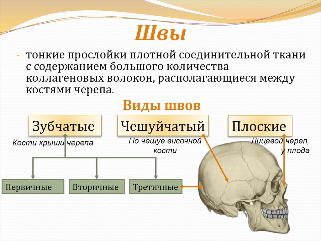 Соединение между лобной и теменной костями