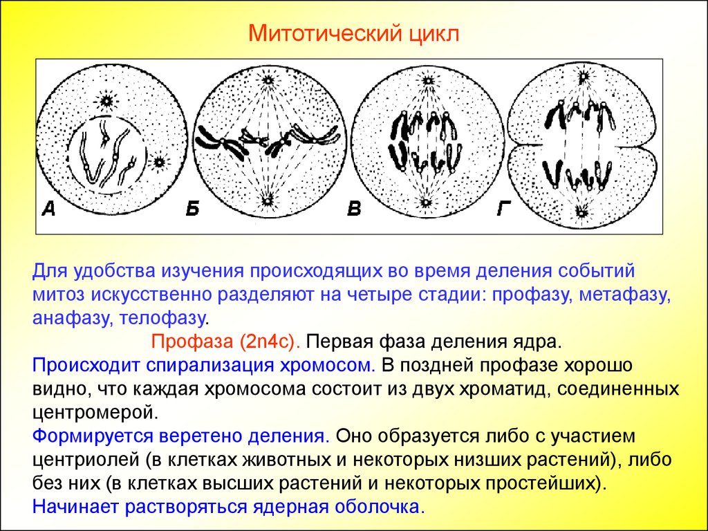 Второй фазой деления клетки. Фаза митоза события фазы. Клеточный митотический цикл периоды. Митотический цикл жизненный цикл митоз. Митоз и митотический цикл клетки.