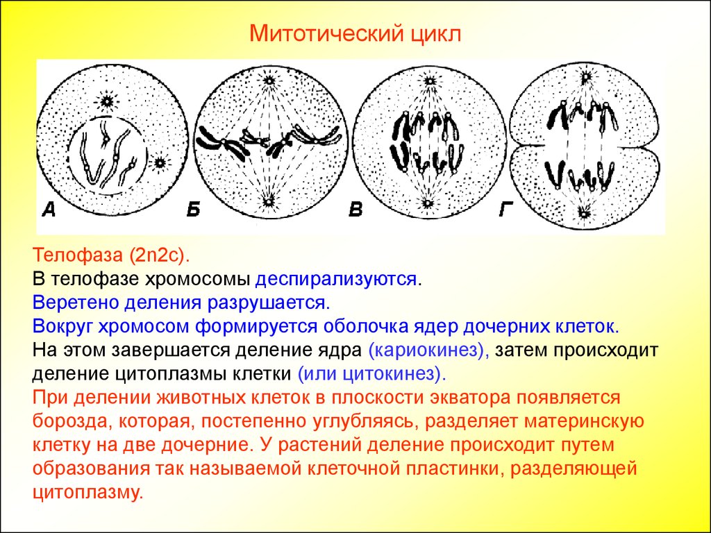 Деление клетки митотический цикл. Телофаза 2 хромосомы набор. Телофаза 2n2c. Телофаза процессы. Митоз Веретено деления.