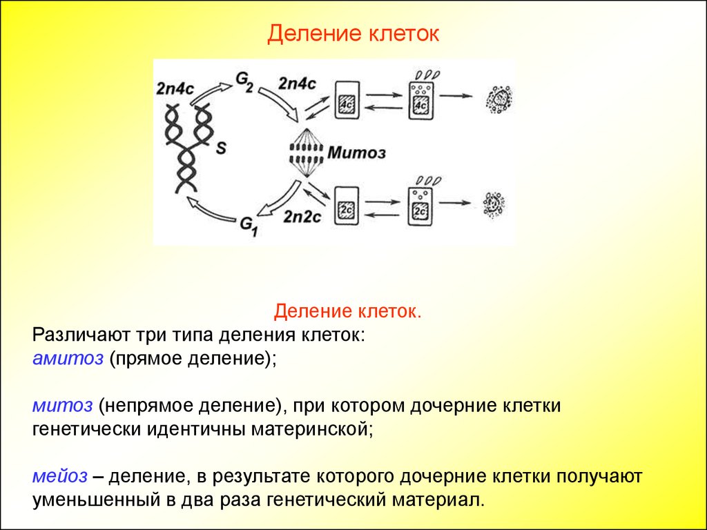 Деление клетки митотический цикл. Клеточный и митотический циклы. Клеточный митотический цикл клетки. Митотический цикл митотический цикл. Этапы митотического цикла.