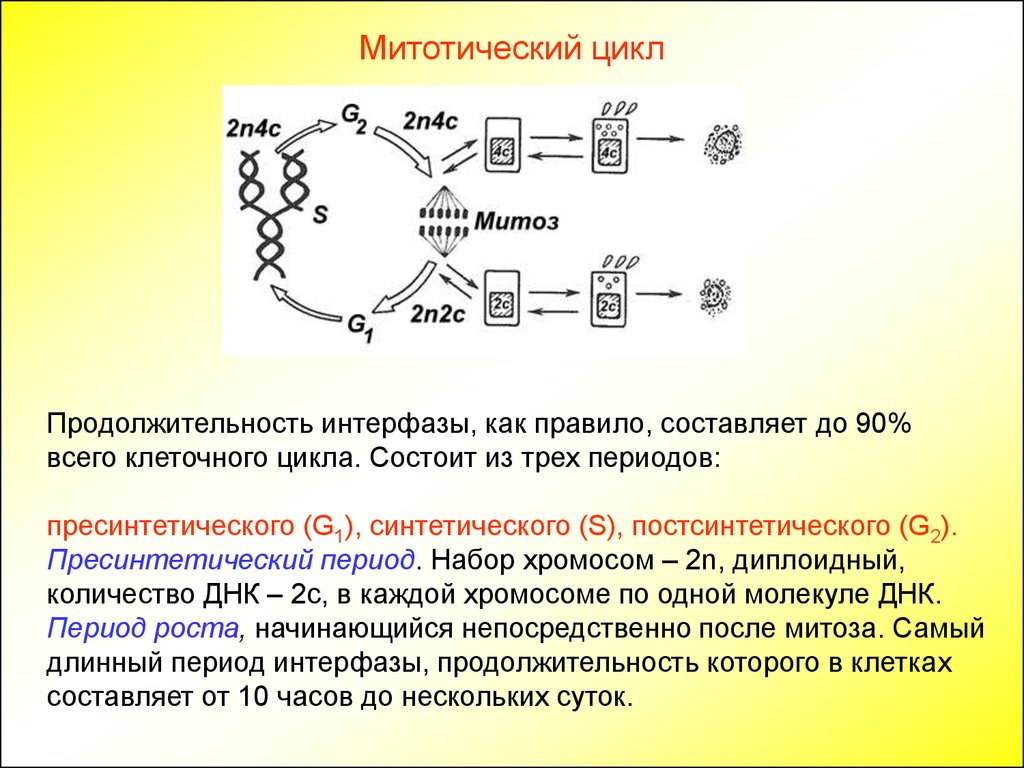Удваивается молекула днк. Постсинтетический период клеточного цикла. Митотический цикл синтетический период. Репликация хромосом осуществляется в периоде клеточного цикла. Периоды митотического цикла.