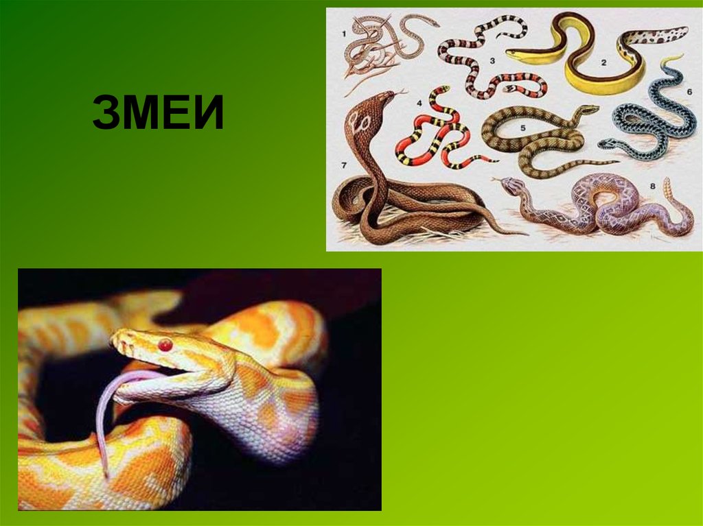 Змейка текст. Конспект про змей. Змея доклад 2 класс окружающий мир. Слово змея. Слайд со змеей спасибо за внимание.