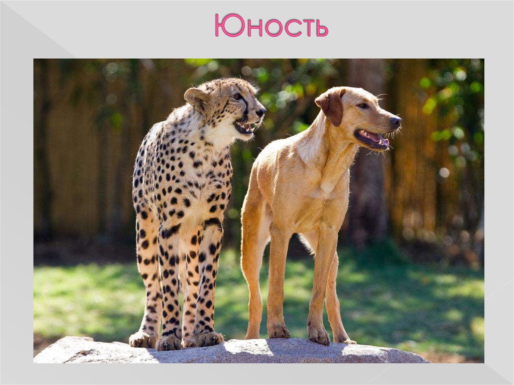 Юность