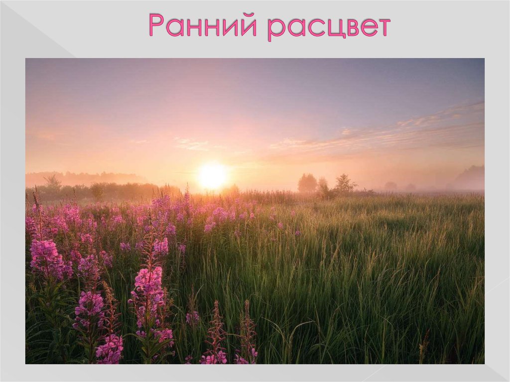 Ранний расцвет