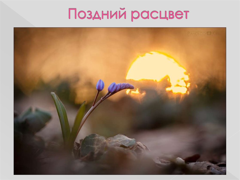 Поздний расцвет