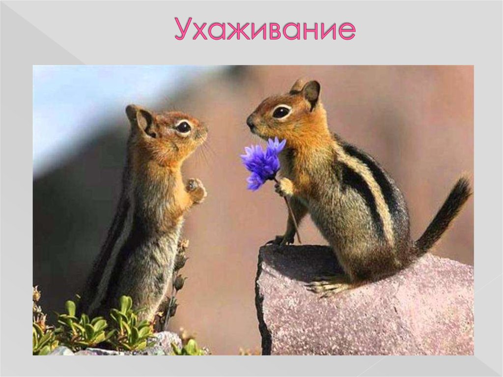 Ухаживание