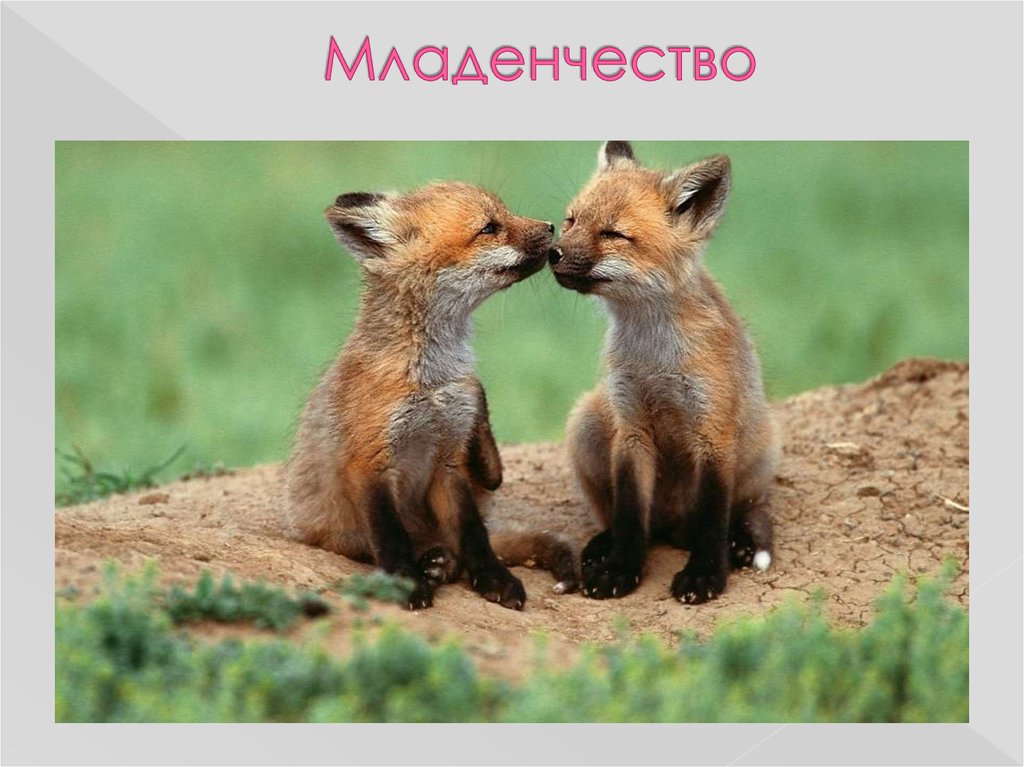 Младенчество