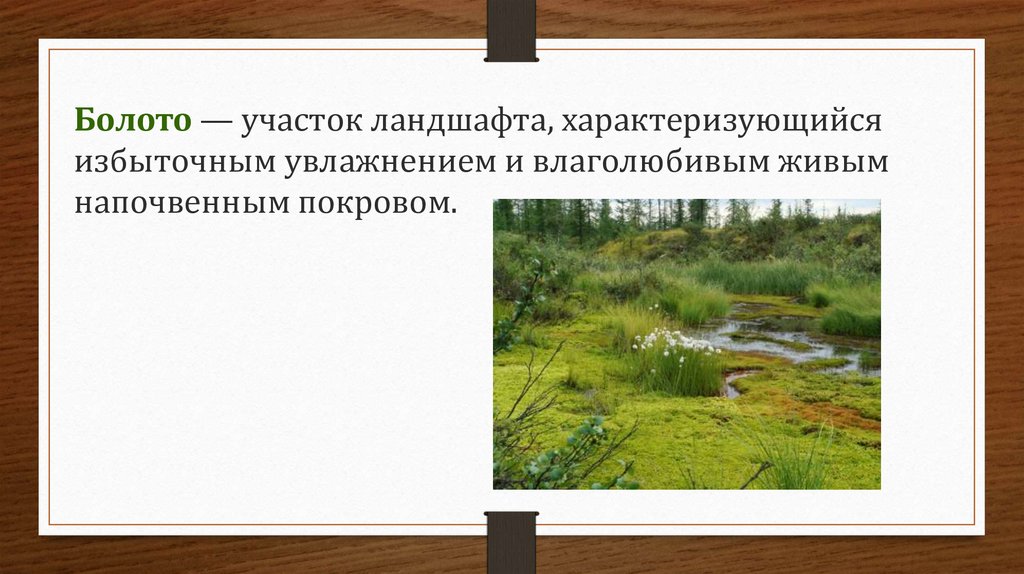 Болото участок. Болото участок ландшафта. Заболоченные территории. Болотистая земля. Болотистый участок.