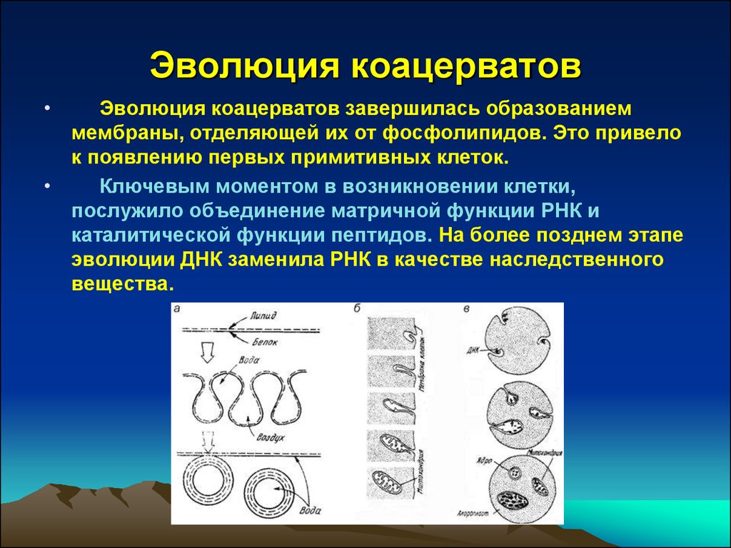 Теория происхождения первых клеточных организмов из коацерватов. Образование коацерватов. Возникновение коацерватов. Этапы эволюции коацерватов. Коацерваты это кратко.