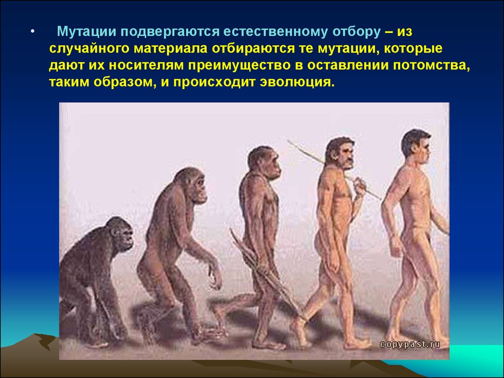 Естественный отбор мутации. Эволюционные мутации. Эволюция. Мутации в эволюции человека. Процесс эволюции происходит.