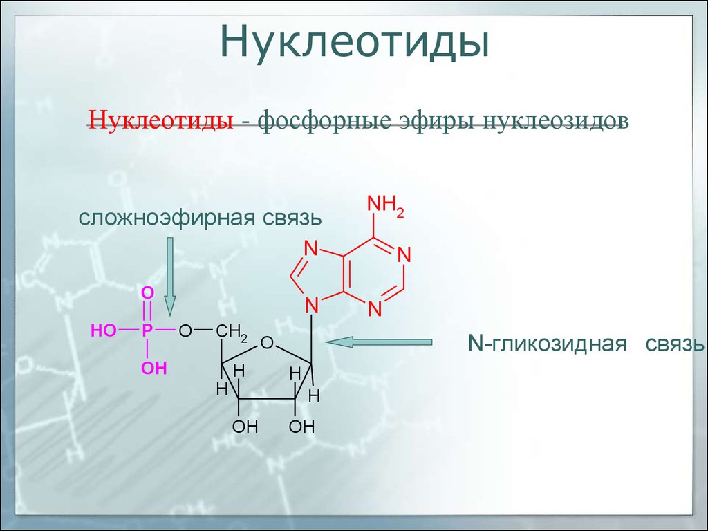 Нуклеотидов с гуанином соответствует нуклеотид с. 5 Формул нуклеотидов. Нуклеотиды это фосфорные эфиры нуклеозидов. Нуклеотида 5’-гуаниловой кислоты. 5 Гуаниловая кислота образование.