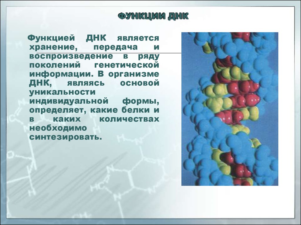 Строение и функции днк. Функции ДНК. Функции ДНК В организме человека. Функции ДНК хранение передача воспроизведение. Три основные функции ДНК.