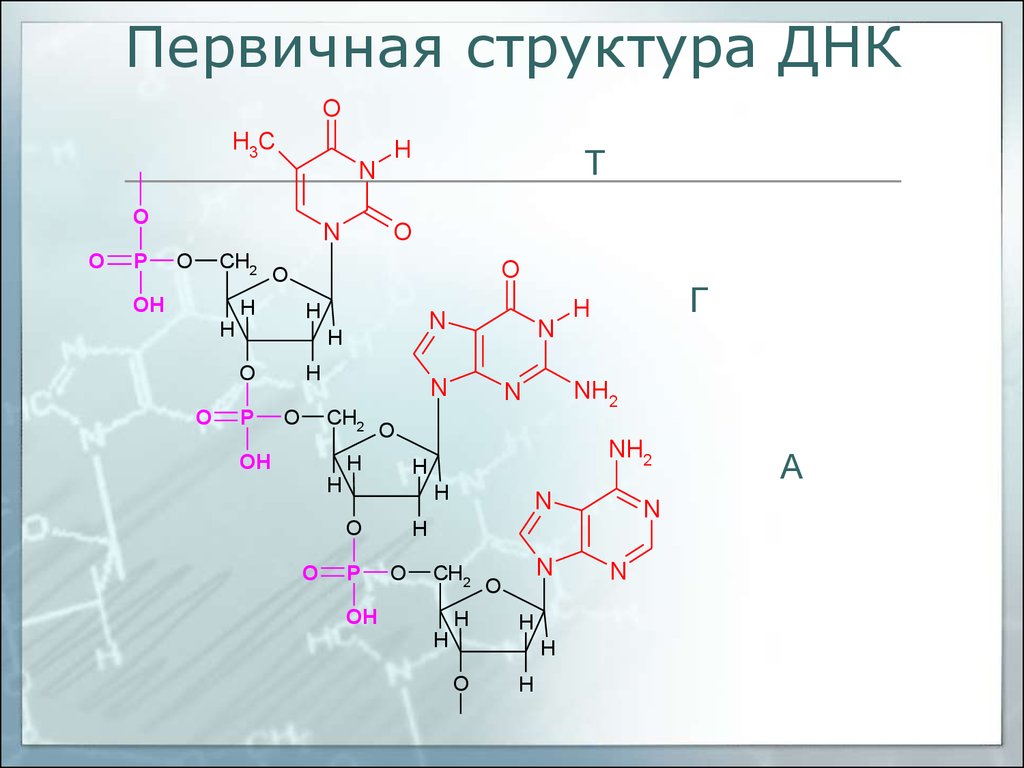 Примеры рнк. Вторичная структура РНК формула. Фрагмент первичной структуры ДНК. Первичная структура РНК формула. Структура РНК формула.