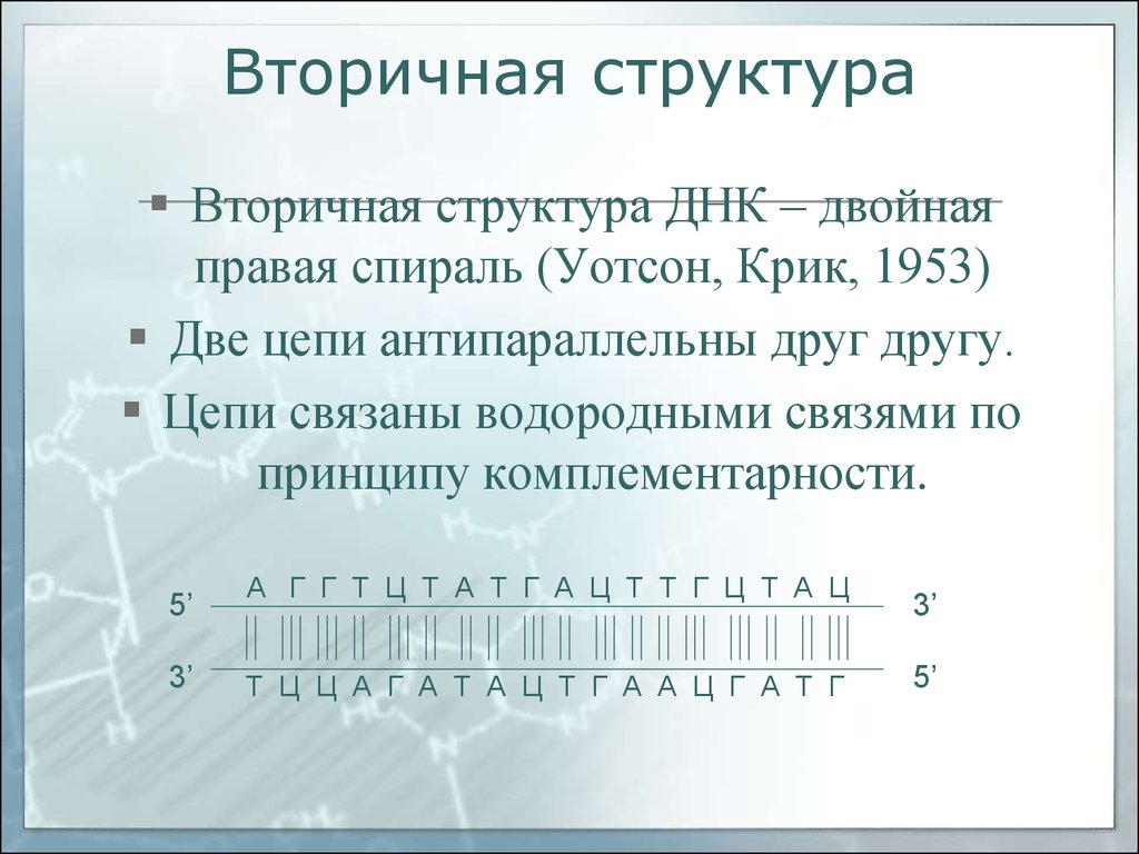 Цепи днк антипараллельны. Принцип комплементарности вторичной структуры ДНК. Структура двойной цепи ДНК принцип. Вторичная структура ДНК-двойная структура комплементарность. Принцип комплементарности в построении двойной спирали ДНК.