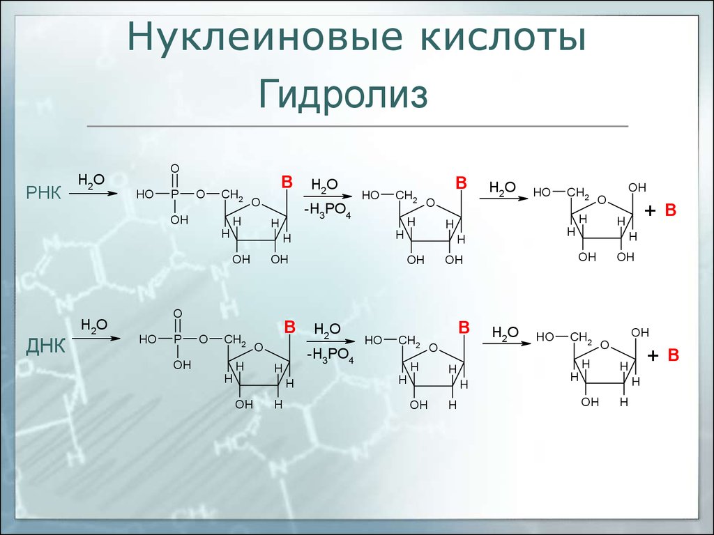 Нуклеиновые кислоты образуются. Кислотный гидролиз нуклеиновых кислот реакция. Гидролиз нуклеиновых кислот формулы. Схема гидролиза нуклеиновых кислот. Качественные реакции гидролиз нуклеиновых кислот.