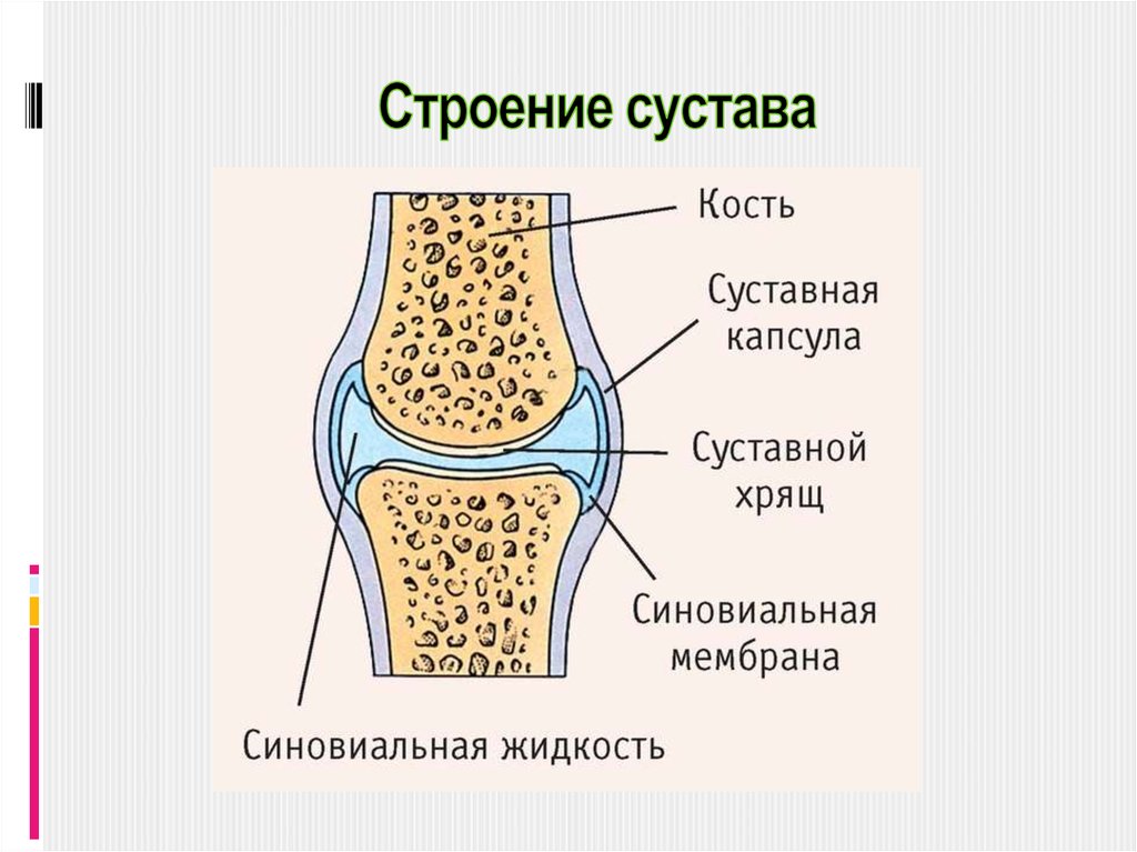 Общий план строения сустава