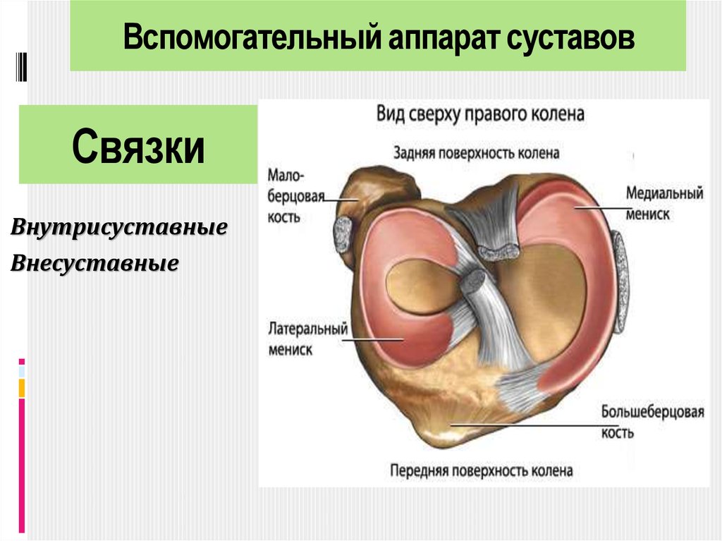 Связки это. Суставо связочный аппарат. Вспомогательный аппарат тазобедренного сустава. Вспомогательнве элемент стустава. Вспомогательные элементы сустава.