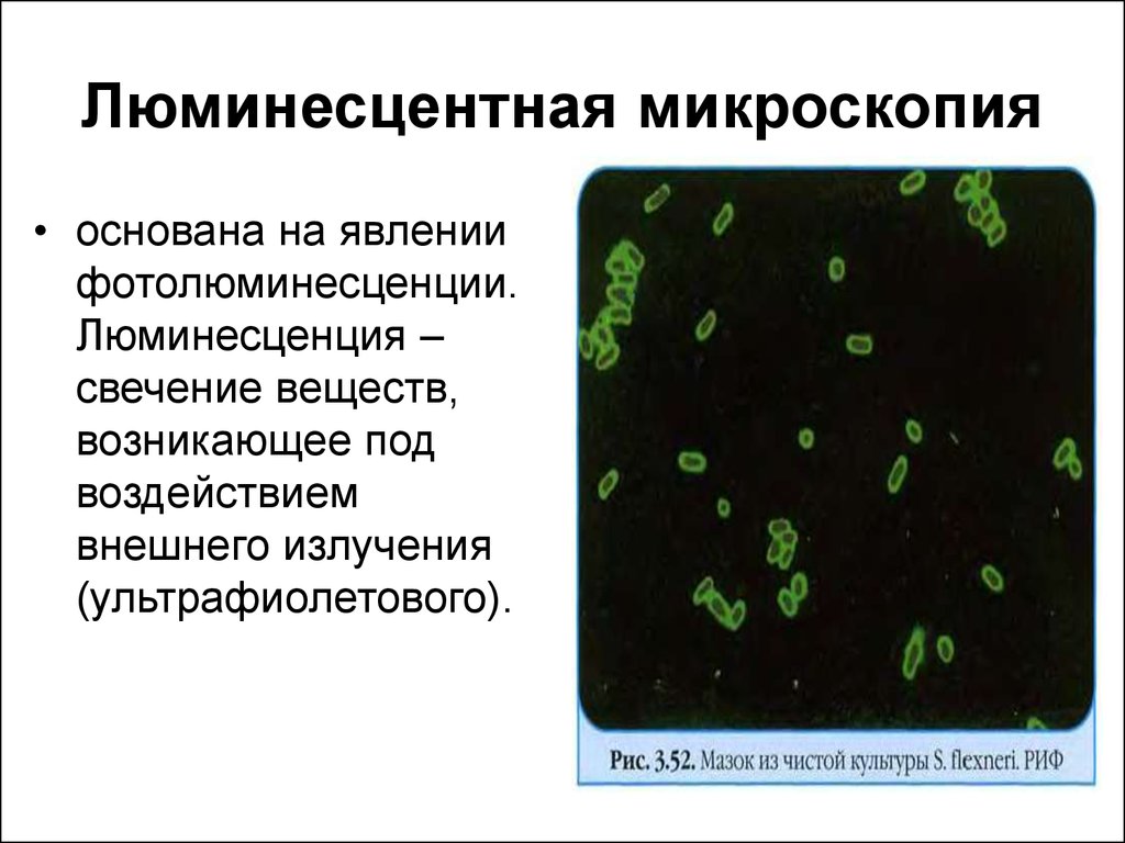 Люминесцентная микроскопия картинки