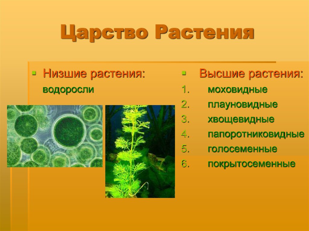 Высшие растения примеры названия. Царство растений. Низшие растения. Высшие и низшие растения. Водоросли низшие растения.
