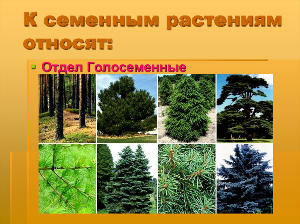 Семенные растения примеры организмов. Семенные растения. К семенным растениям относят. Семенные растения названия. Высшие семенные растения.