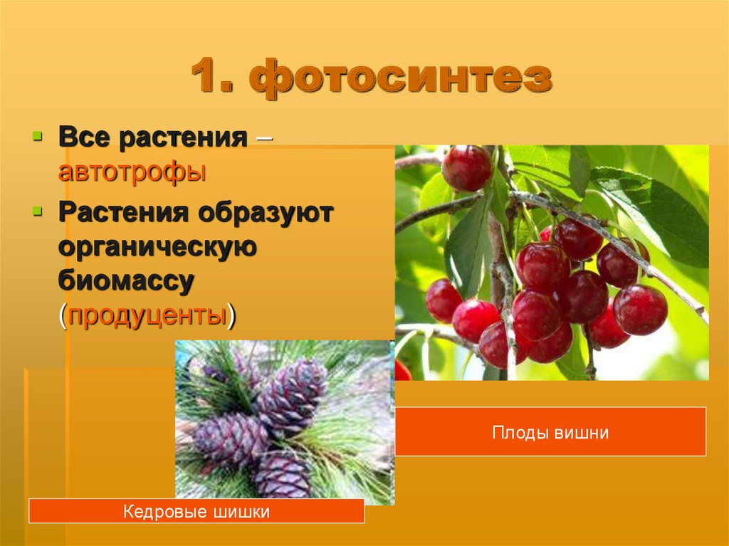 Какие растения образуют. Автотрофы вишня. Шишки это продуценты. Что из чего образуют растения. Плоды и семена могут быть продуцентами.