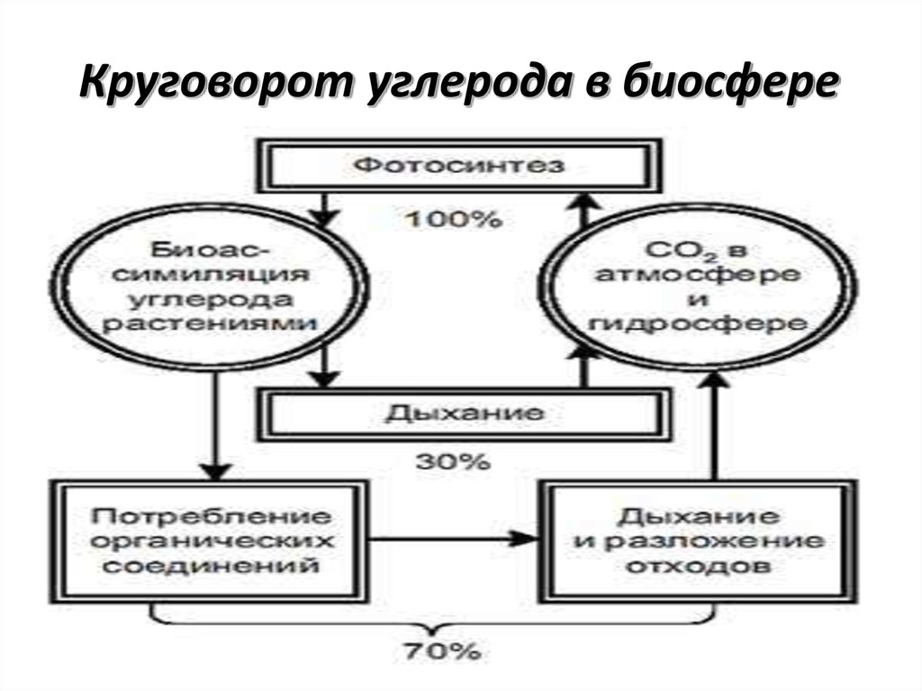 Схема круговорота углерода