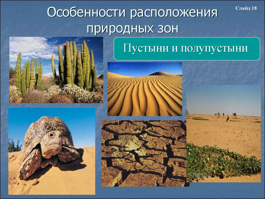 Природная зона пустыня расположение