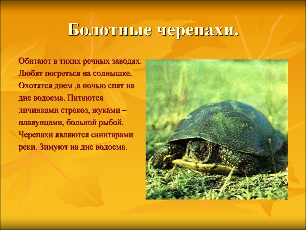 Черепаха описание. Краснокнижная Болотная черепаха. Болотная черепаха в Татарстане. Черепаха Болотная красная книга Самарской области. Болотная черепаха классификация.