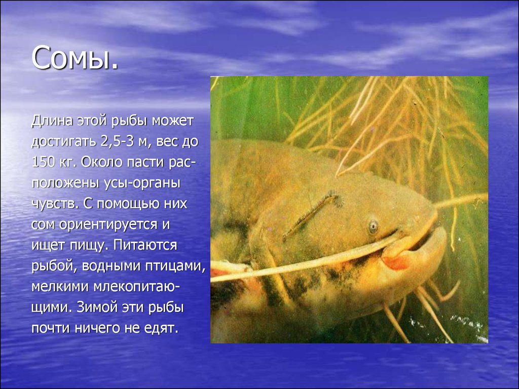 Рыбы описание для детей. Сом доклад. Описание рыбы сом. Сом описание для детей. Сом презентация.