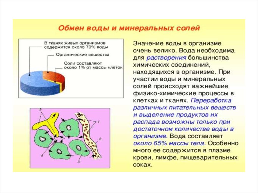 Какие функции выполняют минеральные соли в живых. Значение Минеральных солей.