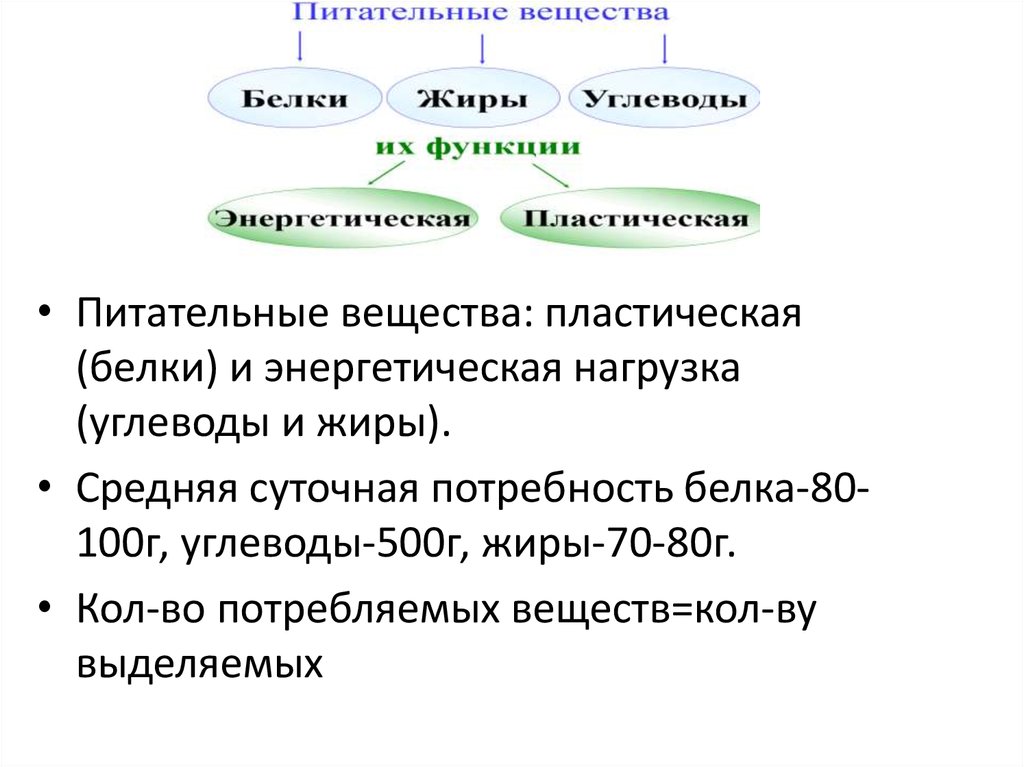 Кроссворд пластический и энергетический обмен. Превращение питательных веществ в пластическом обмене. Белки энергетическая функция. Пластическая и энергетическая функции питательных веществ. Пластическая и энергетическая роль питательных веществ.