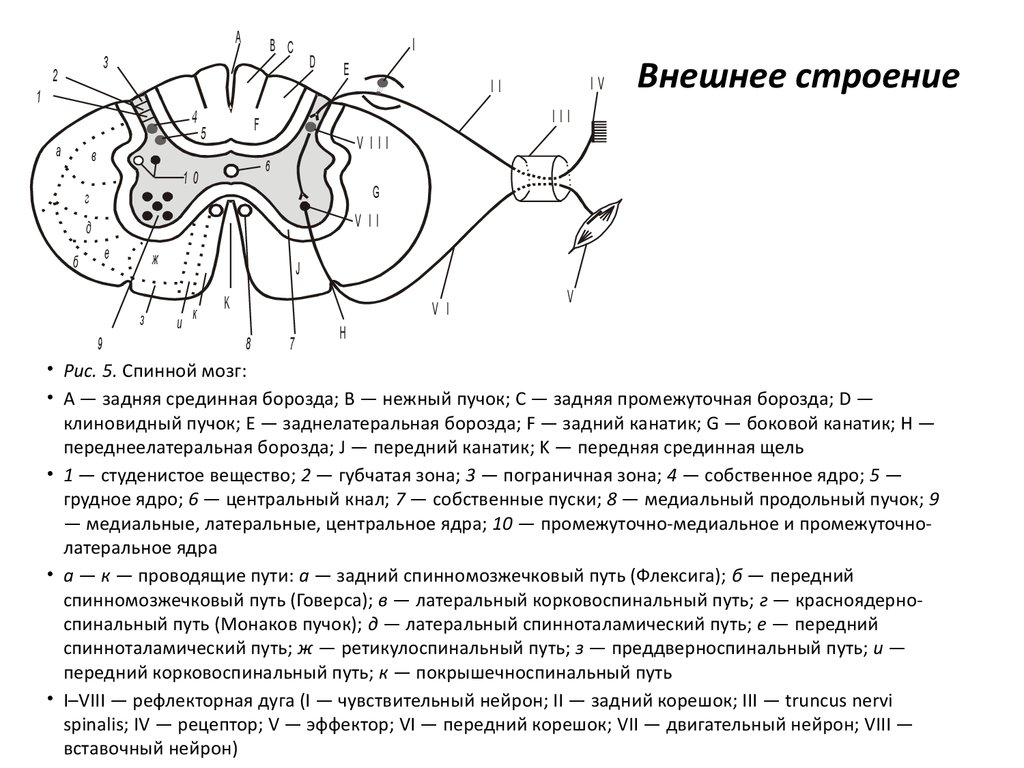 Рефлекторная дуга схема спинной мозг