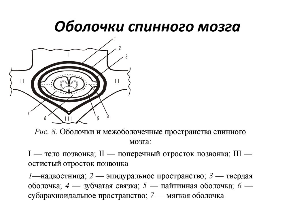 Оболочки спинного мозга схема