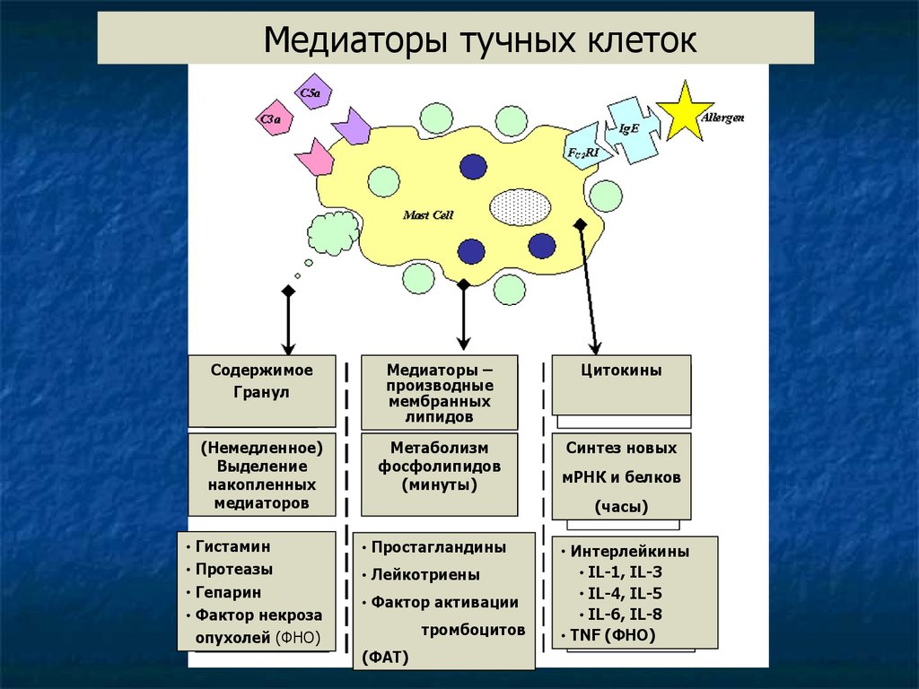 Аллергия патфиз презентация