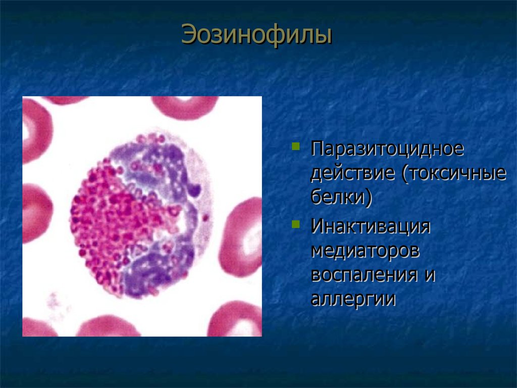 Токсичные белки. Тучные клетки и эозинофилы. Медиаторы эозинофилов. Поллиноз и эозинофилы.