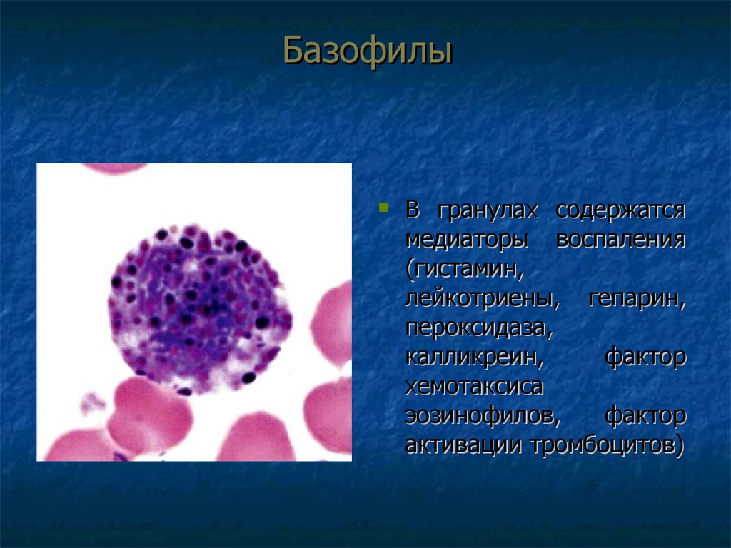 Гранулы тромбоцитов содержат. Базофилы строение клетки. Строение базофилов крови. Незрелый базофил. Форма ядра базофилов.