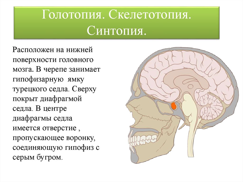 Голотопия скелетотопия. Скелетотопия голотопия. Синтопия эпифиза. Голотопия синтопия скелетотопия.