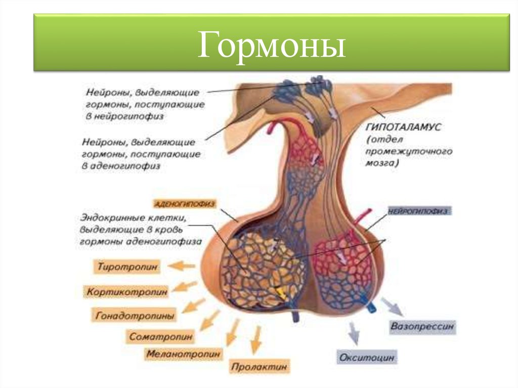 Пример гипофиза. Строение гормонов передней доли гипофиза. Анатомические структуры передней доли гипофиза.