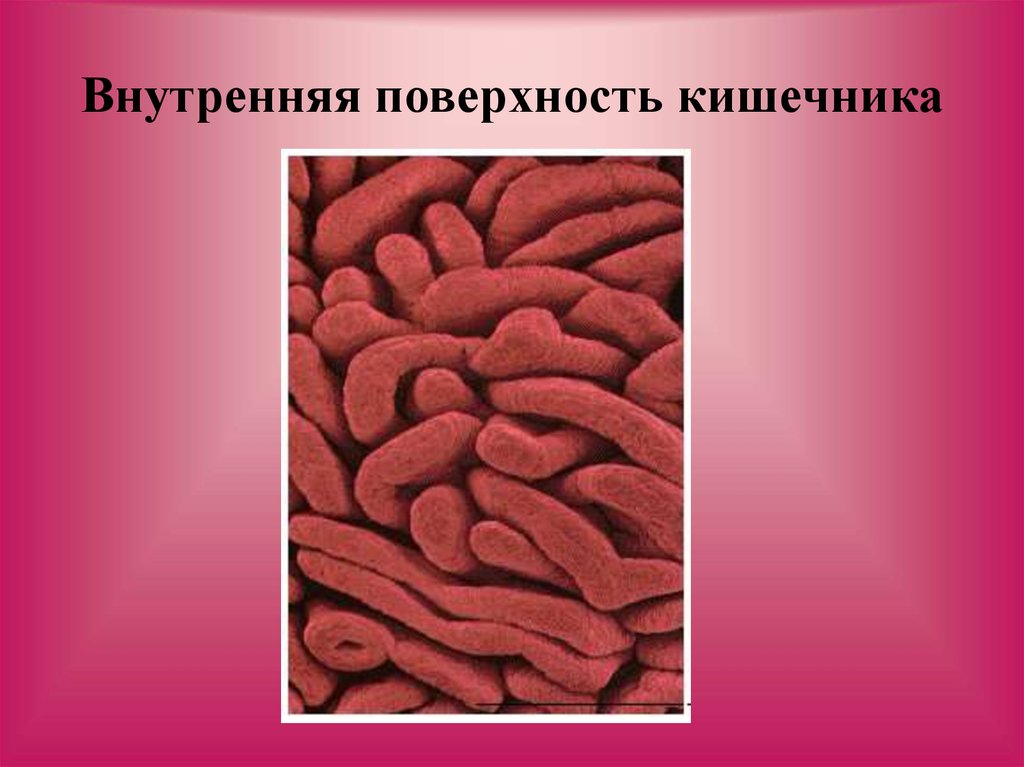 Внутренняя поверхность кишечника