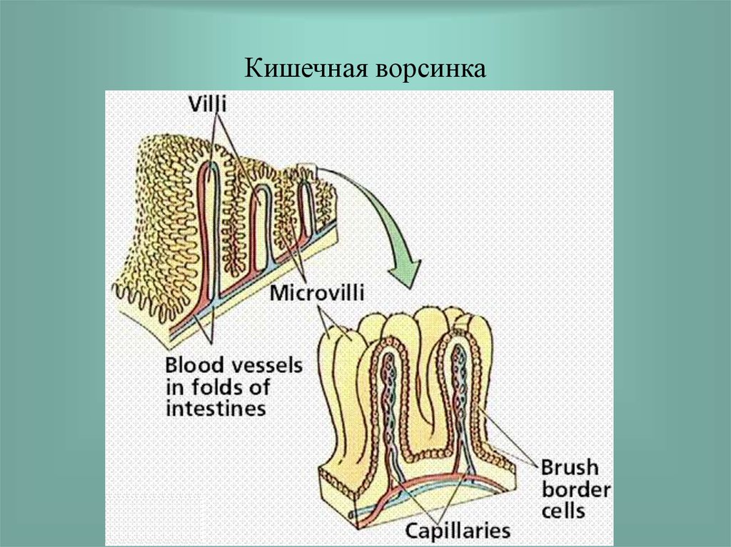 Кишечная ворсинка