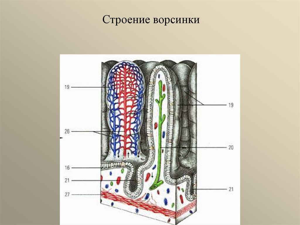 Схема строения кишечной ворсинки