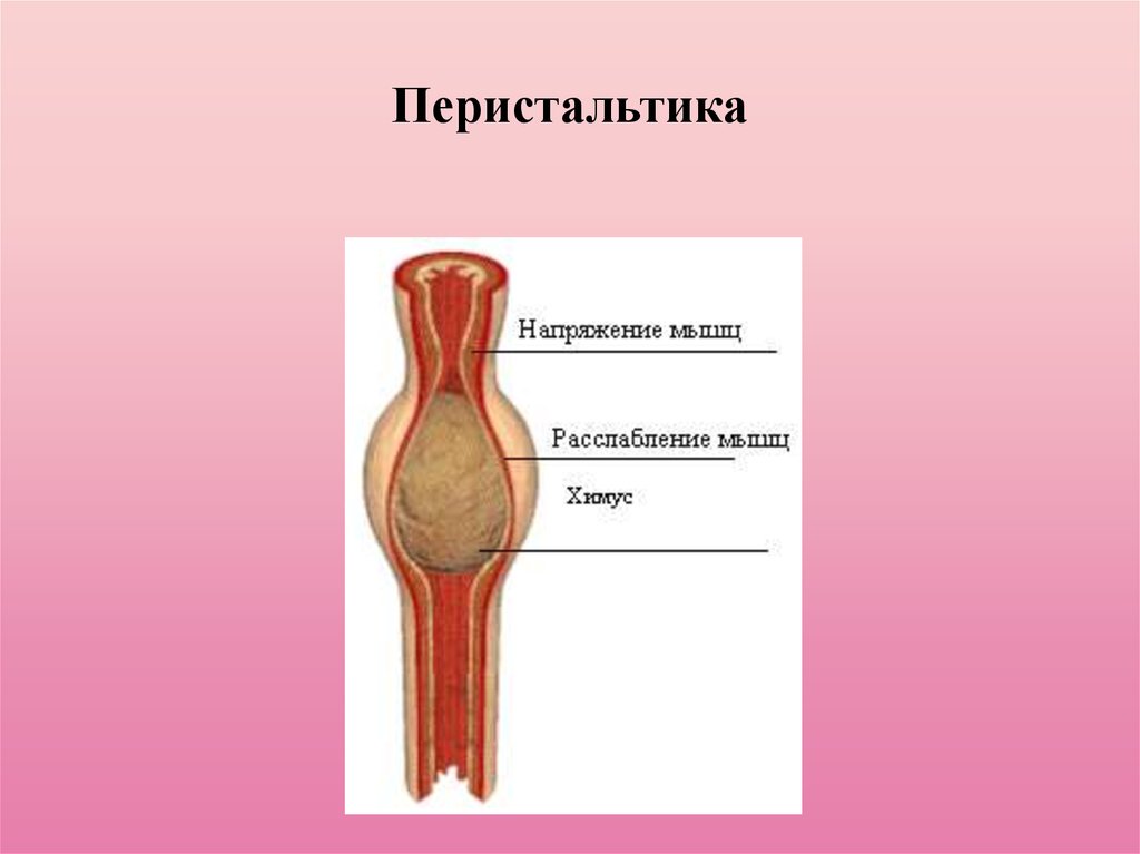 Перистальтика это. Перистальтическая волна кишечника. Процесс перистальтики. Перельстатика прямой кишки.